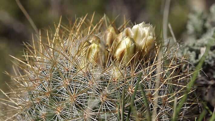 식물 꽃 컬러 꽃무늬 자연 선인장 사람없음 초록색 뷰티 정원 사막 벚꽃 날카로움 내추럴 다육식물 4K MP4 해외동영상 클립영상 무늬 생태계 동영상 파일형식