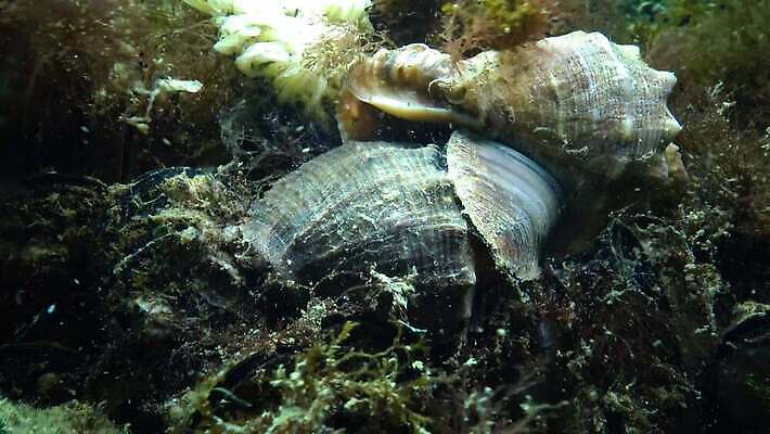 식물 바다 자연 조개 연체동물 사람없음 환경 바닷속 수중 껍질 소라 지중해 생태계 생물학 해파리 동물상 생태학 소금물 이국적 침범 4K 수중영상 MP4 해외동영상 클립영상 교육 어패류 무척추동물 조형물 자포동물 동영상 파일형식