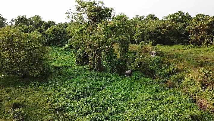 동물 아시아 밭 농업 자연 안테나 사람없음 초록색 농경지 마을 가축 시골 정상 방목 말레이시아 항공촬영 밭일 그리너리 4K 페낭 MOV 해외동영상 클립영상 나라 산업 뷰포인트 컬러 통신 농장 축산업 생태계 동영상 파일형식 트랜드컬러