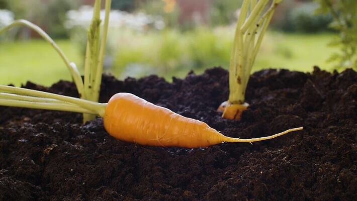 식물 계절 지구 음식 농업 채소 자연 건강 사람없음 야외 여름 농작물 농장 환경 정원 농사 흙 당근 수확 성장 시골 신선 농부 땅 유기농 원예 날것 뿌리 먼지 내추럴 땅바닥 밭일 숙성 채식주의자 4K MOV 해외동영상 클립영상 직업 웰빙 산업 바닥 뿌리채소 취미 생태계 채식 동영상 파일형식