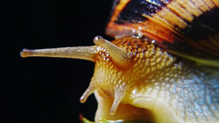 동물 야생동물 백그라운드 자연 연체동물 나선형 사람없음 야외 초록색 갈색 정원 젖음 껍질 달팽이 덮기 느림 내추럴 기어가기 식용 끈적임 4K MP4 해외동영상 클립영상 컬러 무늬 모션 무척추동물 생태계 동영상 파일형식