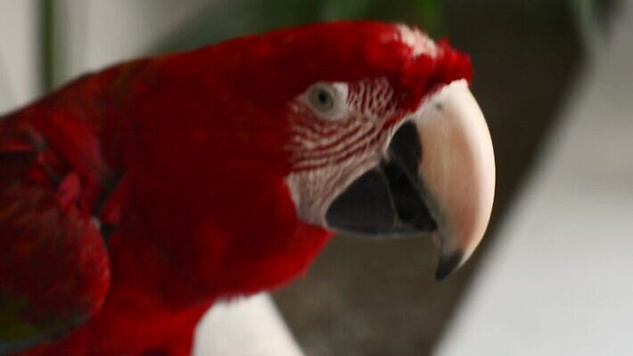 나무 동물 얼굴 야생동물 컬러 자연 조류 멕시코 사람없음 야외 옆모습 빨간색 초록색 반려동물 컬러풀 나뭇가지 관찰 행운 닫기 깃털 호기심 부리 앵무새 아마존 이국적 잉꼬 MP4 해외동영상 클립영상 식물 감정 뷰포인트 컨셉 북아메리카 모션 신체부위 생태계 동영상 파일형식