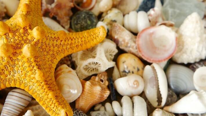 동물 디자인 모래 바다 여행 백그라운드 패턴 자연 휴가 조개 불가사리 연체동물 갑각류 해변 사람없음 여름 컬러풀 뷰티 갈색 노란색 수중 놀람 껍질 흰색 변화 산호 혼합 수집 해산물 질감 달팽이 베트남 내추럴 고립 섞기 앵무조개 이국적 파라다이스 MOV 해외동영상 클립영상 계절 감정 컬러 컨셉 무늬 어패류 극피동물 무척추동물 표정 동남아시아 자포동물 생태계 동영상 파일형식