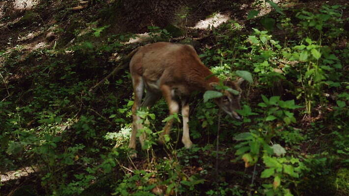 식물 동물 야생동물 잎 포유류 자연 독일 따뜻함 경사 사람없음 햇빛 가을 닫기 숲 그늘 언덕 동물상 램 수유 아기사슴 현실 4K MOV 해외동영상 클립영상 계절 유럽 새끼 모션 사슴 태양 조형물 생태계 동영상 파일형식