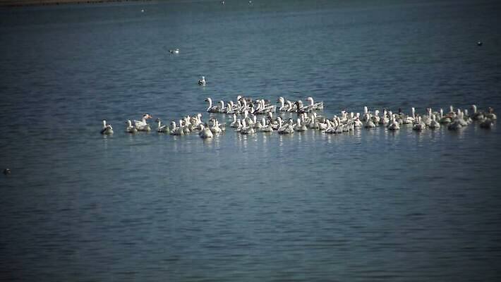 디자인 공원 실루엣 호수 백그라운드 가족 자연 조류 사랑 사람없음 물 파란색 강 농장 반사 흰색 하트 시골 연못 깃털 백조 거위 판화 물새 고립 벙어리 4K MP4 해외동영상 클립영상 자연요소 모양 동물 공공시설 감정 컬러 농업 관계 촬영기법 미술 생태계 동영상 파일형식