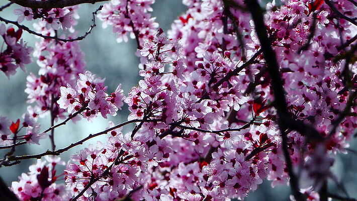 자연 사람없음 야외 봄 성장 나뭇가지 시작 룩셈부르크 4K 락다운 MOV 해외동영상 클립영상 나무 계절 생태계 동영상 서유럽 파일형식