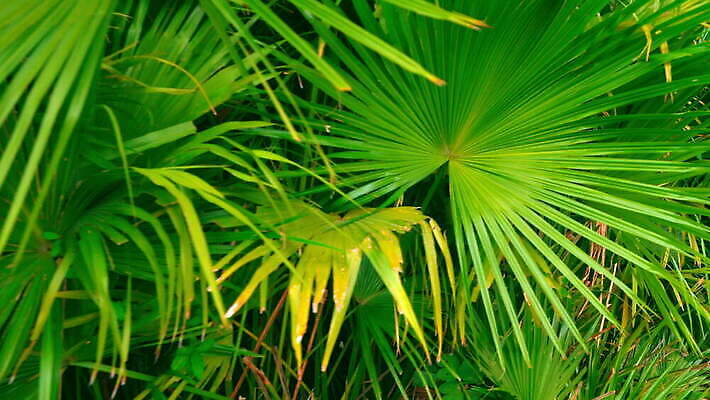 나무 식물 계절 공원 잎 꽃무늬 자연 열대 손바닥 사람없음 목재 초록색 야자수 태양 뷰티 정원 맑음 놀람 분위기 닫기 숲 큼 열대우림 묘사 남쪽 아열대 이국적 그리너리 4K MOV 해외동영상 클립영상 자연요소 손 공공시설 꽃 감정 컬러 컨셉 무늬 재료 모션 날씨 표정 크기 방향 생태계 동영상 파일형식 트랜드컬러