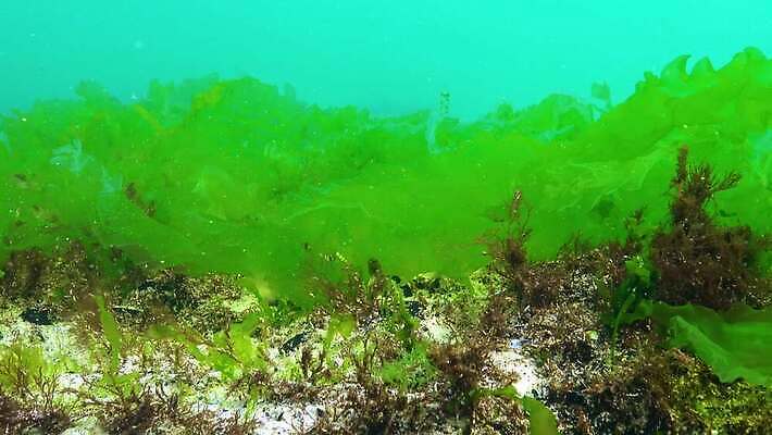 식물 바다 자연 사람없음 초록색 물 세계 환경 바닷속 수중 해조류 생태계 생물학 광합성 산화 생태학 소금물 4K 수중영상 MP4 해외동영상 클립영상 자연요소 교육 컬러 해양식물 동영상 파일형식