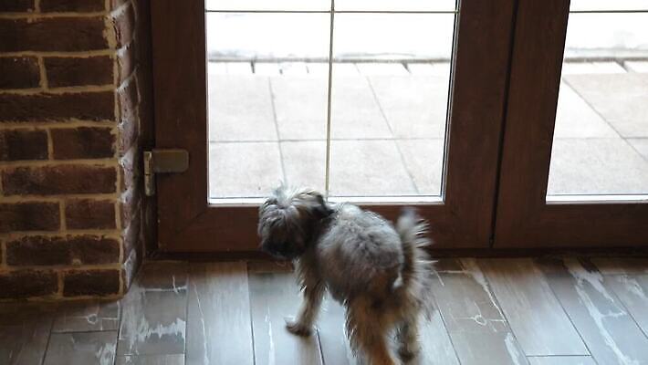 동물 한마리 응시 얼굴 창문 포유류 주택 실내 사랑 앉기 사람없음 반려동물 갈색 믿음 희망 우정 꿈 환자 흰색 관찰 기다림 개 강아지 보호 작음 테리어 손목시계 호기심 주인 송곳니 기르기 미안 복종 유래 충실 혼자 MOV 해외동영상 클립영상 1 시선 감정 시계 컬러 컨셉 장신구 의학 모션 내부 건물 신체부위 친구 치아 사죄 크기 동영상 돌봄 파일형식