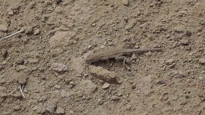 동물 1 응시 야생동물 여행 공장 파충류 자연 하늘 뿔 사람 풍경 사람없음 야외 파란색 뷰티 갈색 계곡 미국 회색 사막 바위 황금 피부 부식 도마뱀 변장 스카이라인 천연기념물 내추럴 랜드마크 전국 불모지 4K MP4 해외동영상 클립영상 시선 컬러 북아메리카 공업 신체부위 생태계 동영상 파일형식