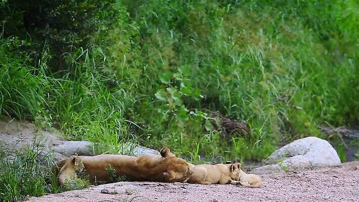 동물 여자 야생동물 새끼 포유류 아프리카 자연 엄마 국립공원 사람없음 야외 관광지 고양이 황무지 보호 결합 사자 사파리 육식동물 몸단장 남아프리카 보츠와나 보호구역 암사자 크루거 MOV 해외동영상 클립영상 멸종위기종 공원 나라 여행 컨셉 가족 사람 반려동물 암컷 생태계 동영상 남아프리카공화국 구역 파일형식