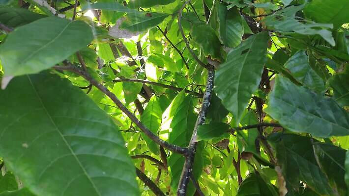 열매 음식 컬러 장갑 백그라운드 십자가 잎 과일 자연 불 휴가 고글 사탕 요리 경사 사람없음 건물 운동 갈색 과자 하이킹 추위 코트 껍질 신선 뜨거움 변화 헬멧 배열 리프트 코코아 기어 고립 구스베리 콘월 비어있는 4K MP4 해외동영상 클립영상 자연요소 식물 건축물 잡화 음료 컨셉 레저 디저트 건강 외투 보호장비 생태계 동영상 파일형식