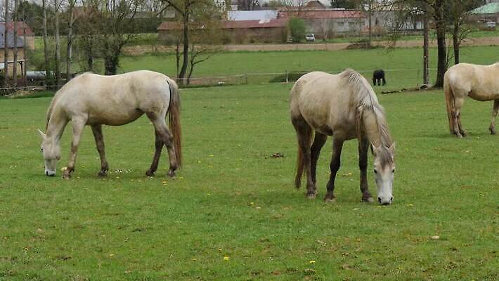 동물 밭 포유류 자연 사람없음 야외 초록색 농장 갈색 머리 시골 승마 방목 먹기 내추럴 망아지 찰과상 4K MP4 해외동영상 클립영상 새끼 스포츠 컬러 농업 모션 신체부위 말_동물 축산업 상처 생태계 동영상 파일형식