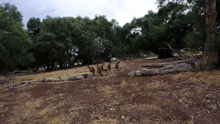 나무 동물 야생동물 모래 밭 농업 자연 하늘 날씨 건조 안테나 사람없음 초록색 파란색 갈색 환경 호주 숲 땅 먼지 가뭄 캥거루 동영상 드론 방목장 선로 4K MP4 해외동영상 클립영상 식물 산업 컬러 통신 포유류 오세아니아 생태계 파일형식