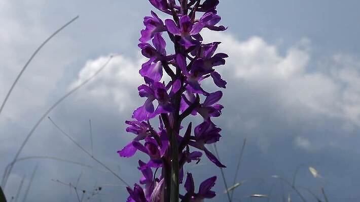 식물 꽃 물결 밭 자연 바람 건조 씨앗 사람없음 초록색 여름 펼침 속도 솜털 내추럴 스텝 4K MP4 해외동영상 클립영상 자연요소 계절 컬러 농업 모션 날씨 생태계 동영상 파일형식