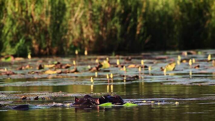 동물 호수 야생동물 포유류 아프리카 자연 국립공원 풍경 사람없음 야외 물 관광지 강 머리 수영 새벽 황무지 보호 저녁 사파리 하마 남아프리카 보츠와나 보호구역 크루거 MOV 해외동영상 클립영상 멸종위기종 자연요소 공원 나라 여행 컨셉 신체부위 수상스포츠 밤 야간 생태계 동영상 남아프리카공화국 구역 파일형식