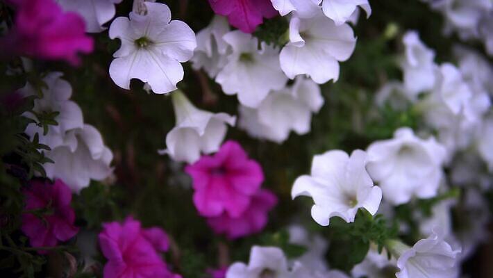 식물 디자인 계절 공원 꽃잎 꽃 행복 분홍색 컬러 꽃다발 백그라운드 잎 밭 자연 발렌타인데이 사람없음 야외 초록색 빛 컬러풀 장미 정원 보라색 봄 낭만 벚꽃 발코니 신선 개화 체리 내추럴 피튜니아 4K MP4 해외동영상 클립영상 공공시설 감정 컨셉 농업 과일 데이이벤트 생태계 동영상 파일형식