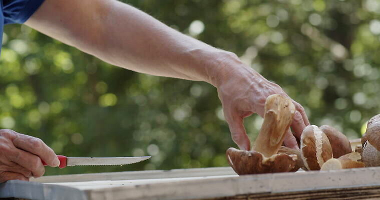 손 여자 음식 버섯 신선 그룹 칼 작음 큼 왕 자르기 청소 준비 곰팡이 그물버섯 번 페니 많음 4K MOV 해외동영상 클립영상 빵 컨셉 모션 사람 신체부위 동전 크기 동영상 파일형식