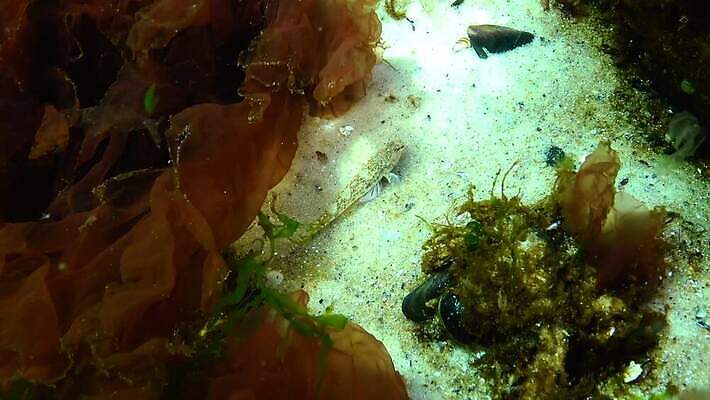 동물 야생동물 바다 포유류 자연 낚시 생물 무척추동물 어류 사람없음 물 환경 바닷속 수중 수중동물 지중해 생태계 생물학 낚시꾼 수족관 동물상 생태학 소금물 4K 저서생물 MP4 해외동영상 클립영상 자연요소 교육 레저 조형물 동영상 파일형식