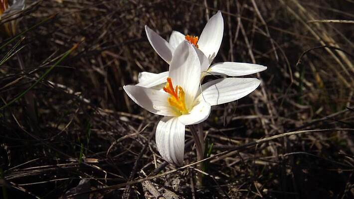 식물 꽃 컬러 꽃무늬 산 사람없음 장식 정원 꽃집 허브 냄새 산악지대 사프란 4K MP4 해외동영상 클립영상 무늬 상점 향신료 동영상 파일형식