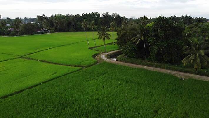나무 식물 전통 아시아 문화 여행 농업 자연 손바닥 동양인 풍경 초원 사람없음 야외 초록색 여름 농작물 농장 농경지 환경 성장 농촌 시골 땅 유기농 장면 코코넛 내추럴 논밭 생태학 세련 4K MOV 해외동영상 클립영상 손 웰빙 계절 교육 나라 산업 컬러 밭 과일 논 인종 생태계 동영상 파일형식