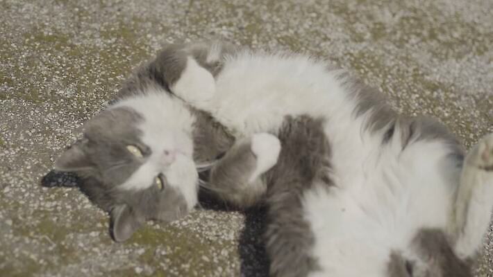 동물 행복 얼굴 컬러 포즈 오렌지 장난 포유류 발 자연 휴식 털 사람없음 야외 반려동물 쌓기 검은색 고양이 스트레칭 회색 흰색 거친 달콤 큼 롤 위치 얼룩무늬 단계 땅바닥 삼색 4K MOV 해외동영상 클립영상 감정 컨셉 무늬 과일 모션 바닥 신체부위 운동 맛 크기 생태계 동영상 파일형식