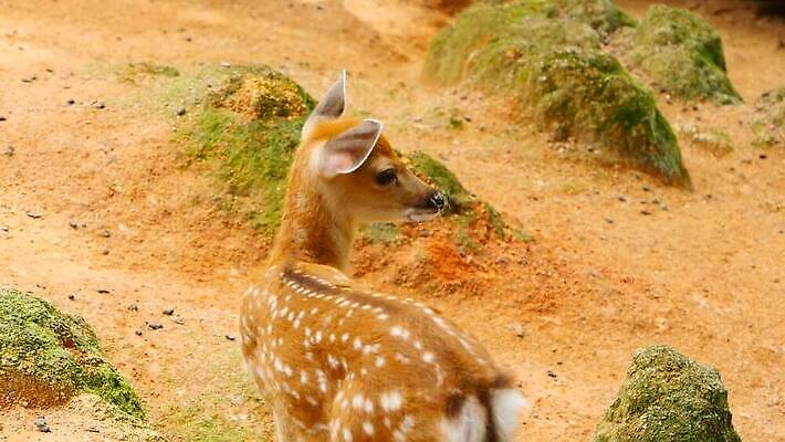 동물 공원 여자 남자 야생동물 백그라운드 밭 포유류 자연 초식동물 털 뿔 사람없음 야외 태양 갈색 환경 봄 흰색 아기 점 황무지 숲 방목 사파리 뿌리 내추럴 동물상 아기사슴 암사슴 전국 MOV 해외동영상 클립영상 자연요소 계절 공공시설 새끼 컬러 농업 사슴 사람 조형물 축산업 암컷 생태계 동영상 파일형식
