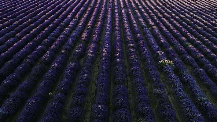식물 꽃 선 컬러 여행 백그라운드 꽃무늬 밭 농업 자연 하늘 안테나 풍경 사람없음 야외 초록색 여름 파란색 컬러풀 햇빛 농장 일출 정원 보라색 일몰 수확 벚꽃 시골 개화 땅 허브 제비꽃 향기 아로마 아로마테라피 라벤더 내추럴 프랑스어 항공촬영 드론 밭일 4K MP4 해외동영상 클립영상 문자 계절 산업 뷰포인트 무늬 통신 태양 노을 생태계 냄새 테라피 동영상 파일형식
