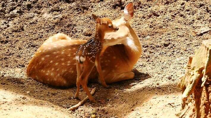 동물 공원 여자 남자 아시아 야생동물 밭 포유류 자연 초식동물 털 뿔 사람없음 야외 갈색 봄 흰색 아기 점 황무지 숲 사파리 귀 뿌리 서식지 내추럴 동물상 아기사슴 암사슴 전국 MOV 해외동영상 클립영상 계절 공공시설 나라 새끼 컬러 농업 사슴 사람 신체부위 조형물 암컷 생태계 동영상 파일형식
