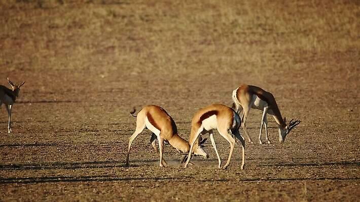 응시 공원 야생동물 모션 자연 초식동물 건조 뿔 국립공원 사람없음 야외 환경 사막 황무지 보호 사파리 싸움 영양 서식지 동영상 공격적 남아프리카 동물상 생태학 칼라하리 HD MOV 해외동영상 클립영상 동물 시선 공공시설 교육 컨셉 아프리카 조형물 생태계 파일형식