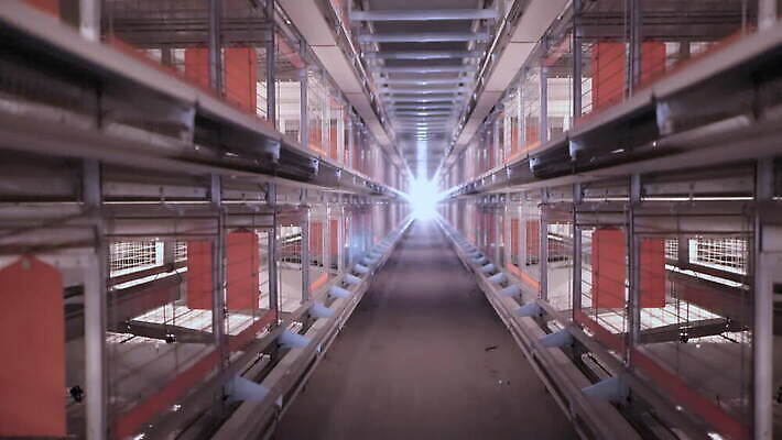 동물 산업 선 컨셉 비즈니스 공장 실내 육류 사람없음 내부 농장 농경지 계란 가축 기계 장비 실패 제조 농부 준비 외양간 파산 방법 밭일 제어 컨베어밸트 4K MOV 해외동영상 클립영상 직업 농업 식재료 공업 금융 알 좌절 동영상 파일형식