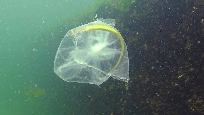 바다 가방 자연 사람없음 환경 바닷속 수중 파편 플라스틱 버리기 생태계 생물학 생태학 소금물 취급주의 4K 수중영상 MP4 해외동영상 클립영상 잡화 교육 모션 재질 경고 동영상 파일형식