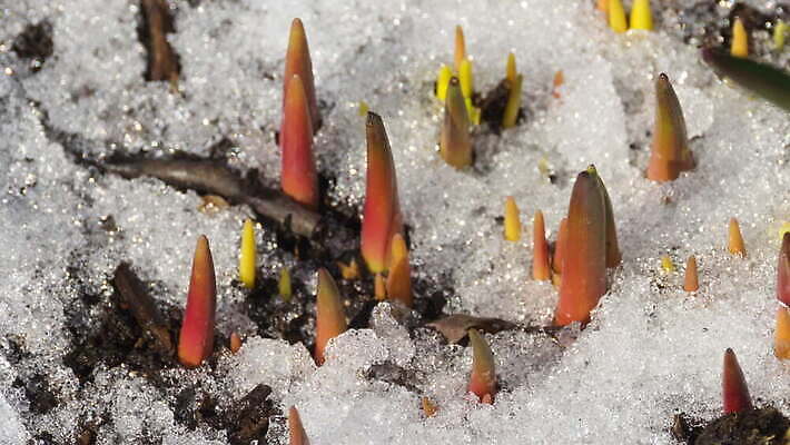 식물 계절 백그라운드 겨울 밭 자연 날씨 따뜻함 초원 사람없음 야외 초록색 물 빛 태양 새싹 냉동 얼음 흙 봄 흰색 녹음 닫기 시원함 땅 유기농 서리 내추럴 4K MOV 해외동영상 클립영상 자연요소 웰빙 컬러 농업 모션 기록 생태계 동영상 파일형식