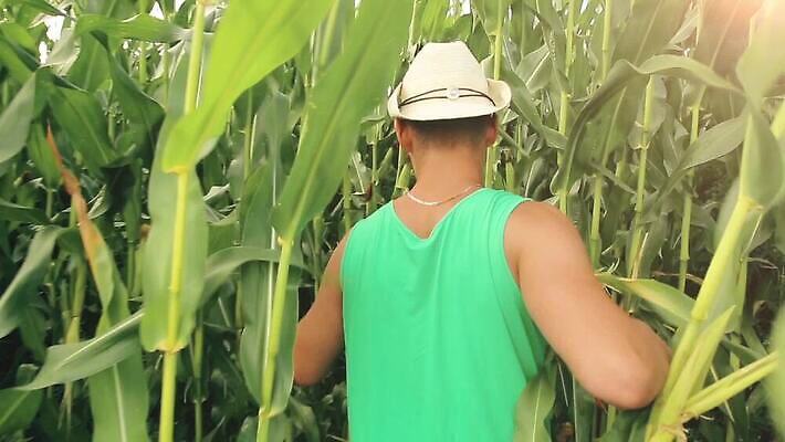 식물 구름 계절 남자 산업 음식 잎 밭 농업 채소 자연 옥수수 사람 초원 사람없음 야외 초록색 여름 컬러풀 농장 새싹 마을 환경 산책 하이킹 시골 농부 저녁 먹이 낟알 팝콘 장면 바둑 내추럴 캡모자 파종 MOV 해외동영상 클립영상 자연요소 직업 모자_잡화 컬러 놀이 레저 휴식 곡류 농사 야간 생태계 동영상 파일형식