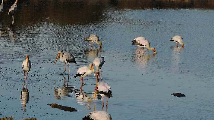 동물 응시 야생동물 모션 아프리카 자연 조류 생물 사람없음 물 반사 환경 보호 클립 부리 악어 서식지 동영상 내추럴 남아프리카 생태학 황새 4K HD 크루거 MOV 해외동영상 클립영상 자연요소 시선 교육 나라 컨셉 파충류 생태계 남아프리카공화국 파일형식