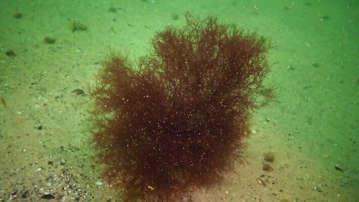 식물 바다 자연 사람없음 초록색 환경 바닷속 수중 해조류 생태계 생물학 광합성 산화 생태학 소금물 4K 수중영상 MP4 해외동영상 클립영상 교육 컬러 해양식물 동영상 파일형식