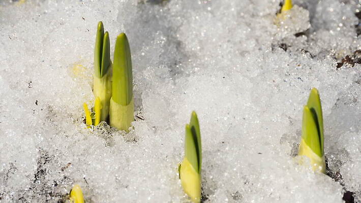 식물 계절 백그라운드 겨울 밭 자연 날씨 따뜻함 초원 사람없음 야외 초록색 물 빛 태양 새싹 냉동 얼음 봄 흰색 녹음 닫기 시원함 땅 유기농 서리 수선화 내추럴 4K 타임랩스 MOV 해외동영상 클립영상 자연요소 웰빙 꽃 컬러 농업 모션 촬영기법 기록 생태계 동영상 파일형식