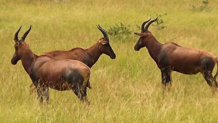 식물 동물 척추동물 공원 야생동물 컬러 여행 신체 포유류 아프리카 자연 사람없음 야외 갈색 놀람 시골 보행로 닫기 보호 큼 관목 사파리 영양 설정 동물상 사바나 우간다 카피스페이스 MOV 해외동영상 클립영상 나무 공공시설 감정 나라 길 컨셉 모션 표정 조형물 공백 크기 생태계 동영상 파일형식