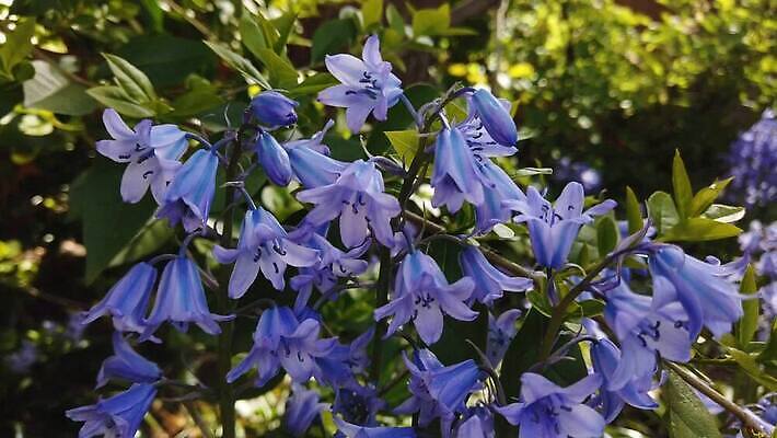 식물 꽃잎 꽃 줄기 잎 꽃무늬 밭 전구 자연 사람없음 파란색 평화 정원 보라색 봄 성장 벚꽃 종 신선 개화 전기에너지 4월 제비꽃 묘사 원예 향기 내추럴 강렬 블루벨 스페인어 영원 필라멘트 히아신스 타임랩스 MOV 해외동영상 클립영상 계절 컬러 컨셉 무늬 농업 촬영기법 취미 에너지 날짜 생태계 냄새 동영상 파일형식