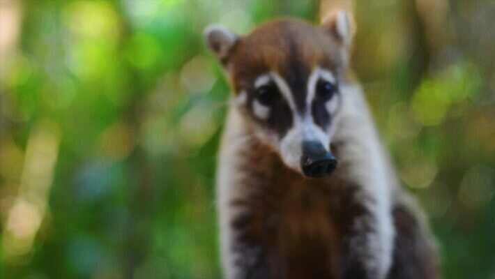 나무 동물 얼굴 야생동물 어린이 포유류 자연 털 동물원 사람없음 야외 갈색 환경 검은색 미국 군중 숲 열대우림 모피 코 꼬리 육식동물 새장 주둥이 남쪽 노려봄 돌봄 코스타리카 동정 자선단체 4K MP4 해외동영상 클립영상 식물 컬러 북아메리카 모션 표정 사람 신체부위 그룹 중앙아메리카 방향 생태계 동영상 자선 케이지 파일형식
