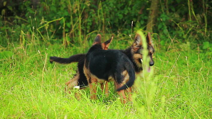 동물 척추동물 새끼 포유류 가족 털 독일 앉기 사람없음 반려동물 머리 검은색 우정 쌍 양치기 경찰 개 강아지 보호 작음 모피 보안 송곳니 기르기 유래 경비견 순혈 MOV 해외동영상 클립영상 직업 유럽 컬러 컨셉 관계 모션 안전 신체부위 친구 치아 크기 동영상 돌봄 파일형식