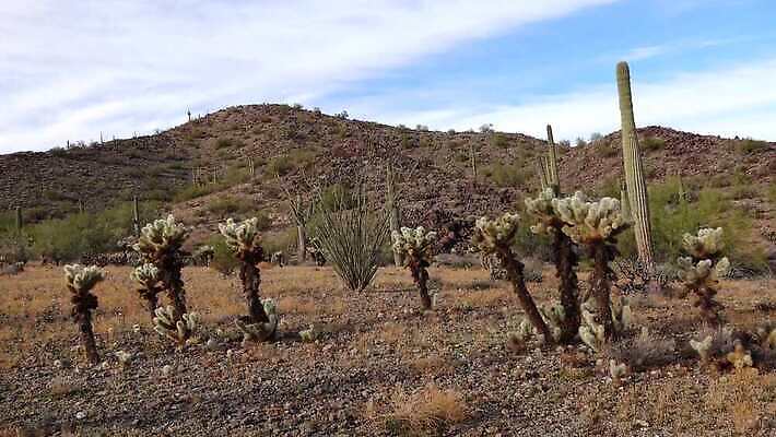 식물 공원 꽃 분홍색 백그라운드 선인장 건조 사람없음 컬러풀 뷰티 노란색 정원 미국 뜨거움 개화 가시 척추 생태계 캘리포니아 애리조나 다육식물 4K MP4 해외동영상 클립영상 공공시설 컬러 북아메리카 뼈 동영상 파일형식