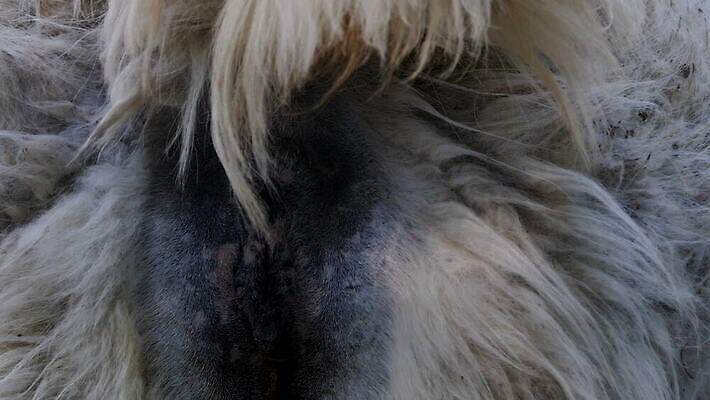 동물 유럽 얼굴 야생동물 포유류 자연 털 동물원 서기 미소 잔디 사람없음 초록색 뷰티 농장 머리 맑음 가축 흰색 화려 황무지 닫기 치아 즐거움 속도 만족 귀 부드러움 목 솜털 남쪽 내추럴 양모 라마 알파카 전국 4K MOV 해외동영상 클립영상 식물 감정 나라 컬러 컨셉 농업 모션 날씨 표정 신체부위 직물 소화기관 감각 방향 생태계 동영상 파일형식