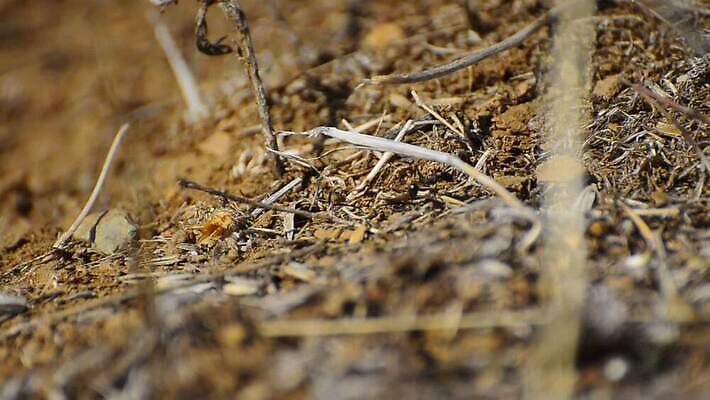 식물 동물 야생동물 곤충 단풍 자연 날씨 사람없음 야외 초록색 뷰티 힘 행성 용기 결심 집중 흥분 자연백그라운드 개미 고집 식민지 열대기후 MOV 해외동영상 클립영상 그릇 감정 컬러 백그라운드 컨셉 잎 우주 생태계 동영상 파일형식