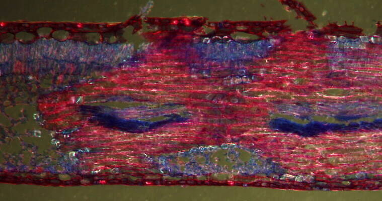 식물 꽃 과학 이동 패턴 세포 사람없음 빨간색 초록색 시험 성장 조직 횡단보도 확대 꽃가루 떠남 지원 4K 현미경관찰 MOV 해외동영상 클립영상 교육 컬러 컨셉 무늬 모션 관찰 보행로 가루 동영상 파일형식