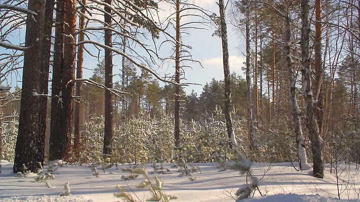 나무 구름 공원 백그라운드 겨울 자연 바람 파노라마 풍경 사람없음 야외 목재 빛 햇빛 맑음 얼음 고요 추위 덮개 흰색 나뭇가지 신선 소나무 눈송이 떨어짐 숲 시원함 서리 침엽수 눈보라 공터 폭설 눈내림 가문비나무 4K MOV 해외동영상 클립영상 자연요소 식물 계절 공공시설 컬러 컨셉 재료 날씨 눈_날씨 촬영기법 태양 뚜껑 자연재해 생태계 동영상 파일형식