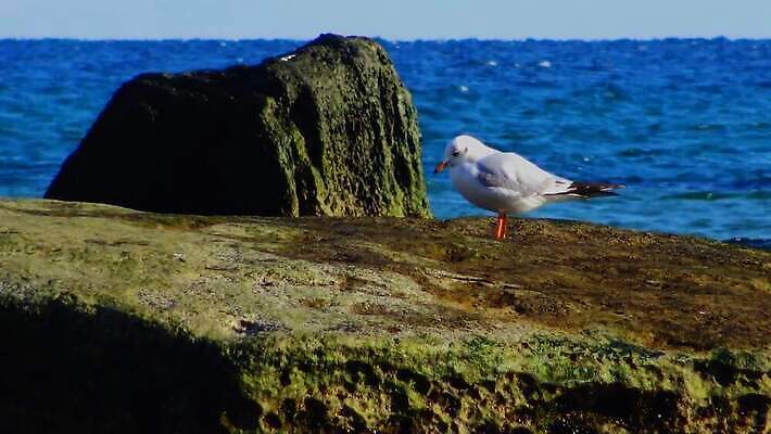 동물 야생동물 바다 날개 자연 갈매기 조류 무척추동물 사람없음 물 환경 바닷속 수중 흰색 지중해 깃털 생태계 생물학 부리 수족관 동물상 생태학 소금물 우크라이나 청어 4K 저서생물 MP4 해외동영상 클립영상 자연요소 교육 유럽 컬러 생물 어류 조형물 동영상 파일형식