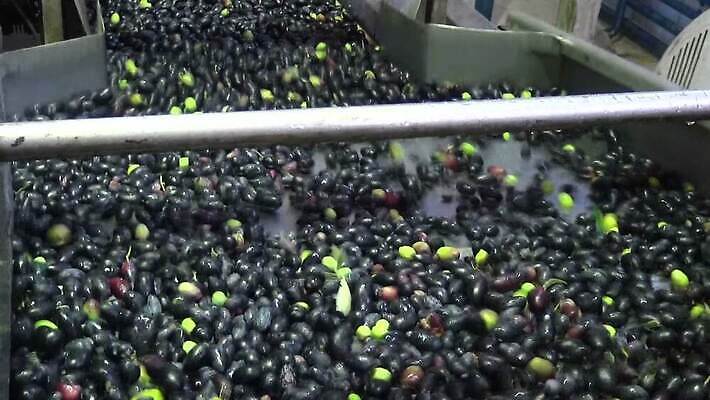 산업 공장 사람없음 기계 기름 청소 올리브 방앗간 MOV 해외동영상 클립영상 열매 음식 공업 동영상 파일형식