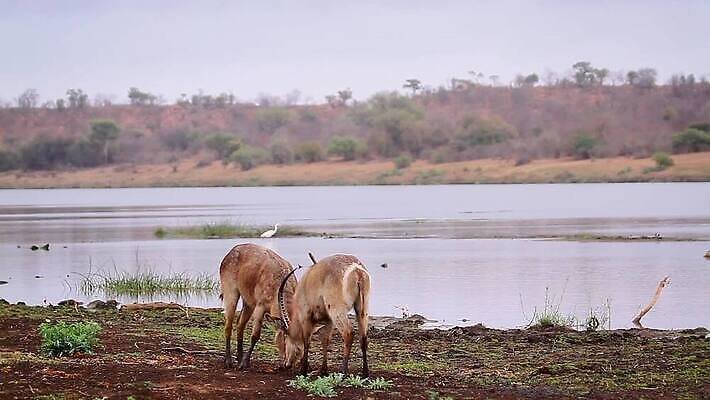 동물 남자 야생동물 2 포유류 아프리카 자연 뿔 국립공원 풍경 사람없음 야외 관광지 황무지 보호 강가 사파리 싸움 영양 서식지 남아프리카 보츠와나 보호구역 크루거 MOV 해외동영상 클립영상 공원 나라 여행 컨셉 모션 사람 강 생태계 동영상 남아프리카공화국 구역 파일형식