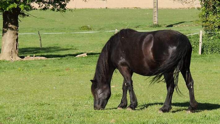 동물 밭 농업 포유류 자연 서기 사람없음 야외 초록색 농장 농경지 침묵 봄 목장 시골 승마 승차 방목 먹기 장면 갈기 내추럴 방목장 수유 유래 찰과상 4K 순혈 MP4 해외동영상 클립영상 계절 산업 스포츠 컬러 모션 소리 축산업 상처 생태계 동영상 파일형식